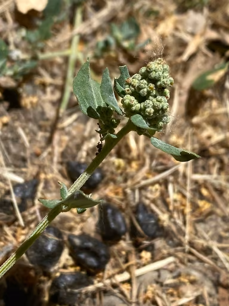 Stinking goosefoot, photo 3 of 5