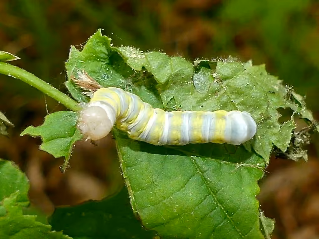 Citrine Sallow, Chenille