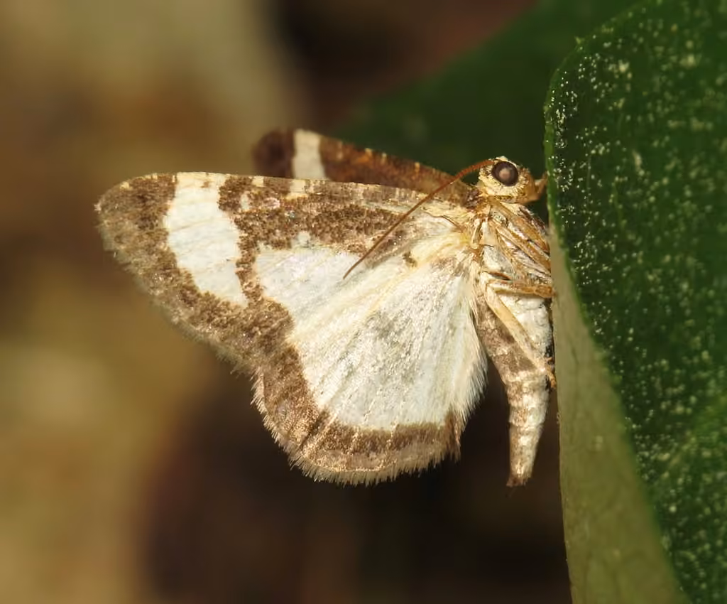 Common Spring Moth, photo 3 sur 5