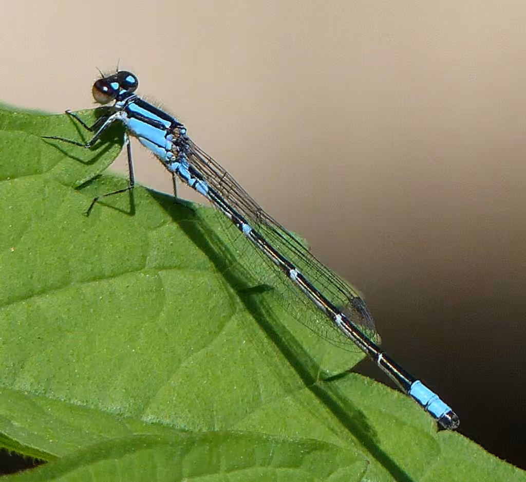 Agrion Minuscule, Mâle