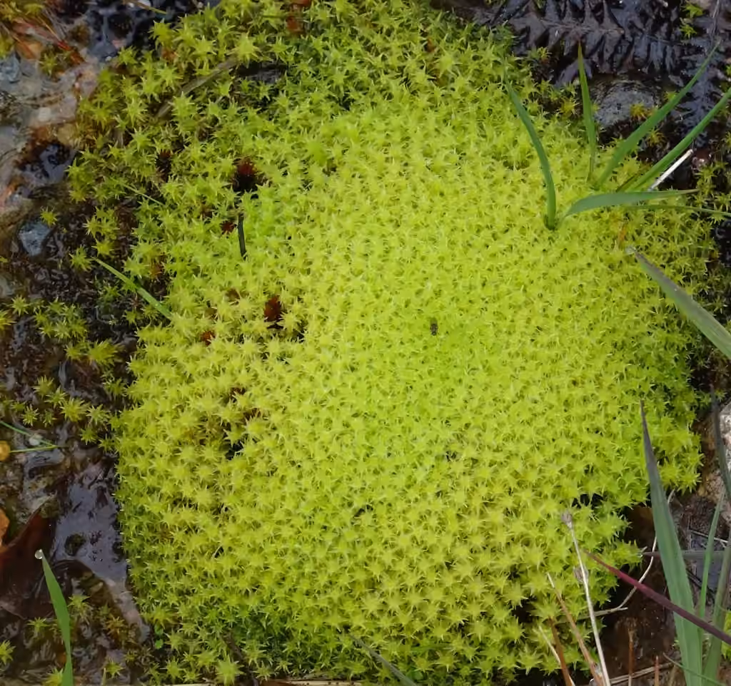 Marsh Forklet Moss, photo 2 of 5