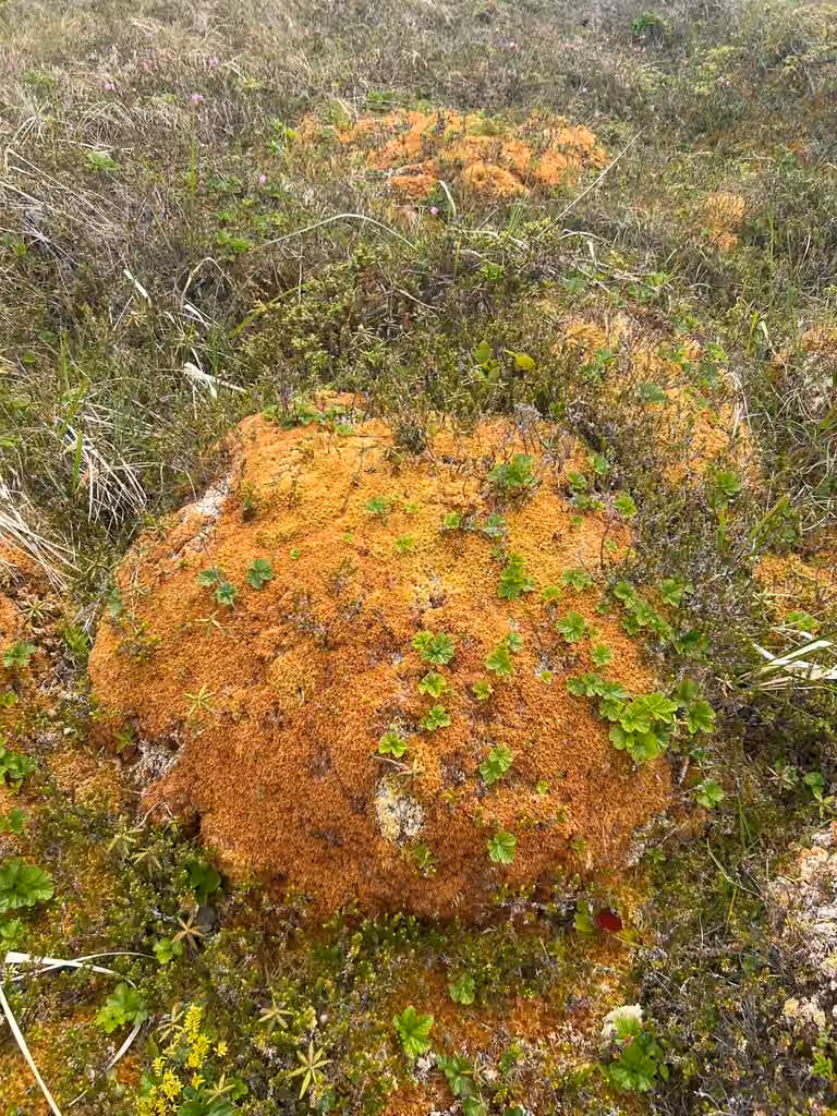Austin's sphagnum, photo 3 of 5