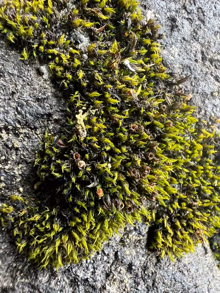 Seaside schistidium moss