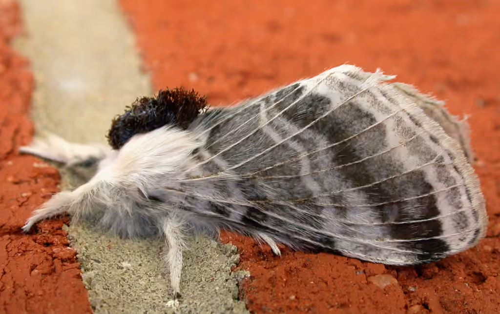 Large Tolype Moth, photo 1 of 5
