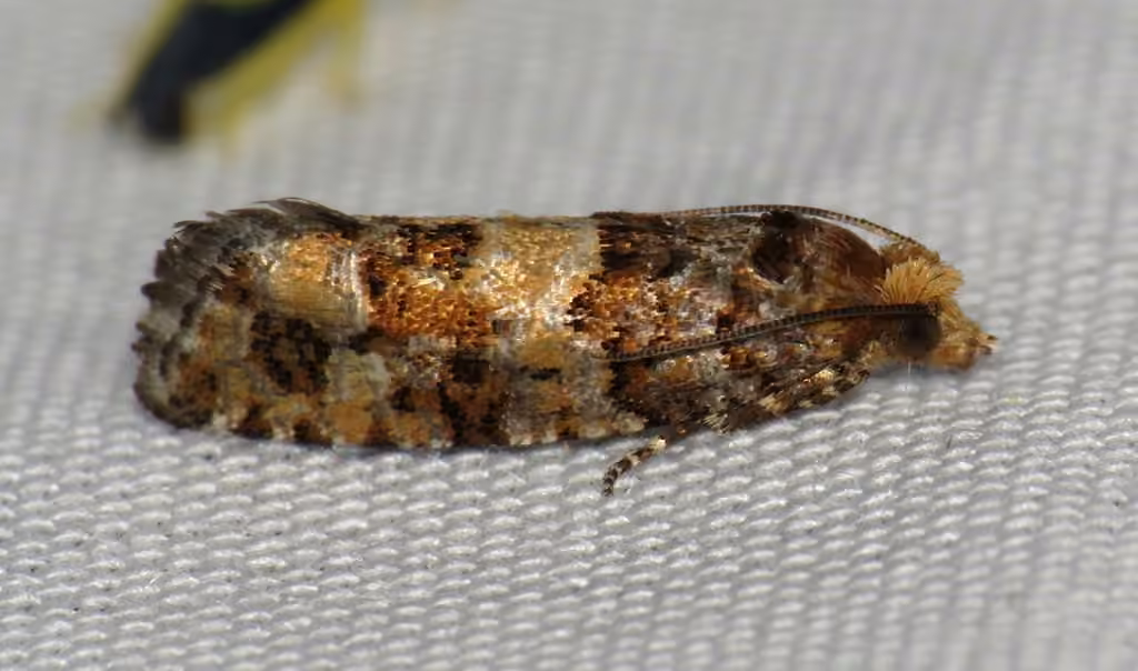 White Pine Coneborer Moth, photo 2 of 5
