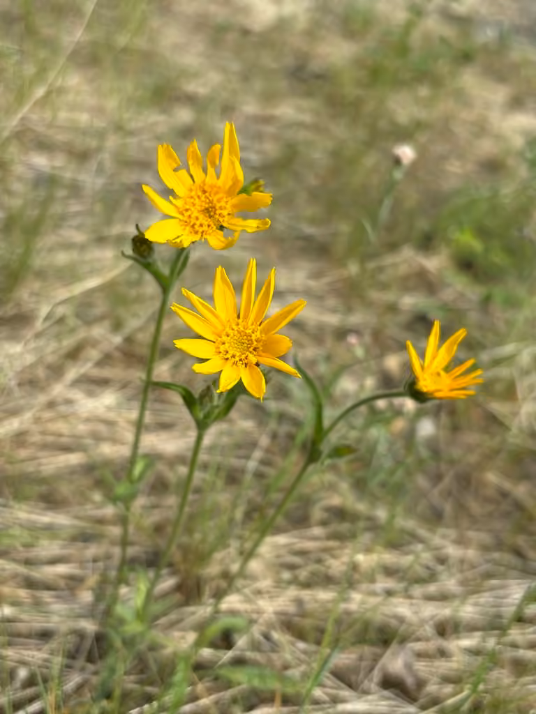 Longleaf arnica