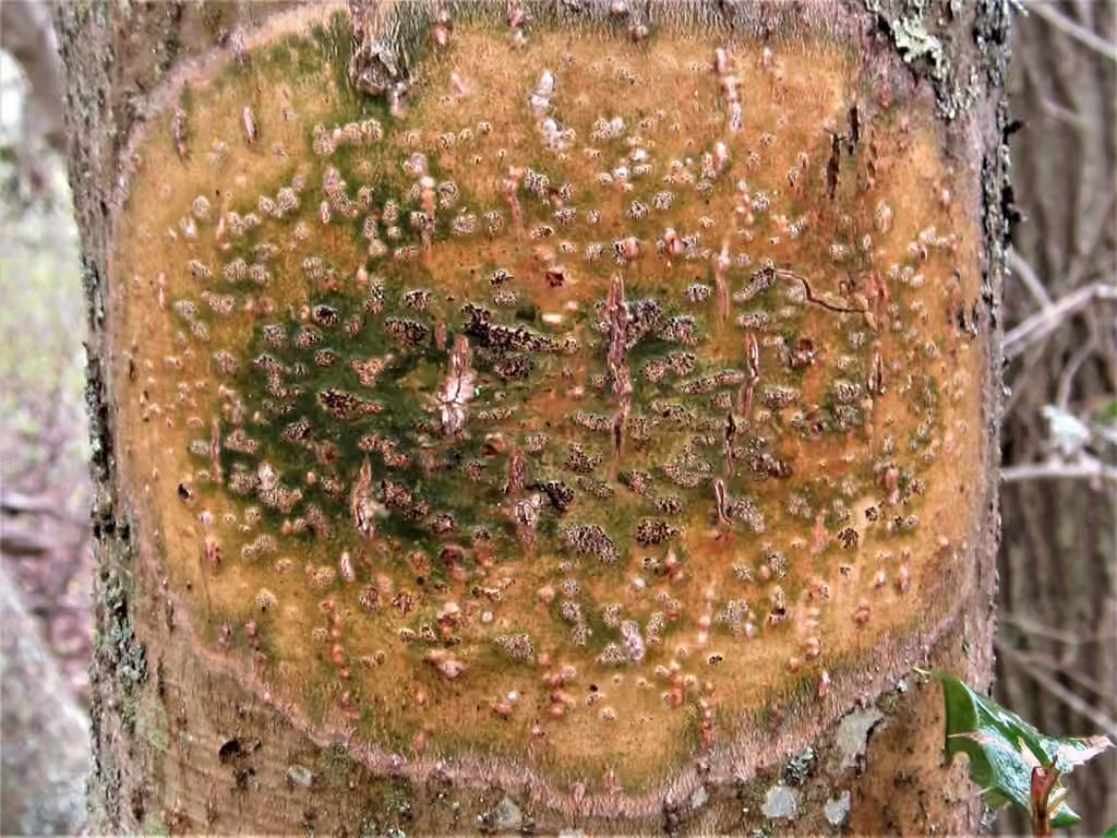 Trypethèle vert, photo 3 sur 5