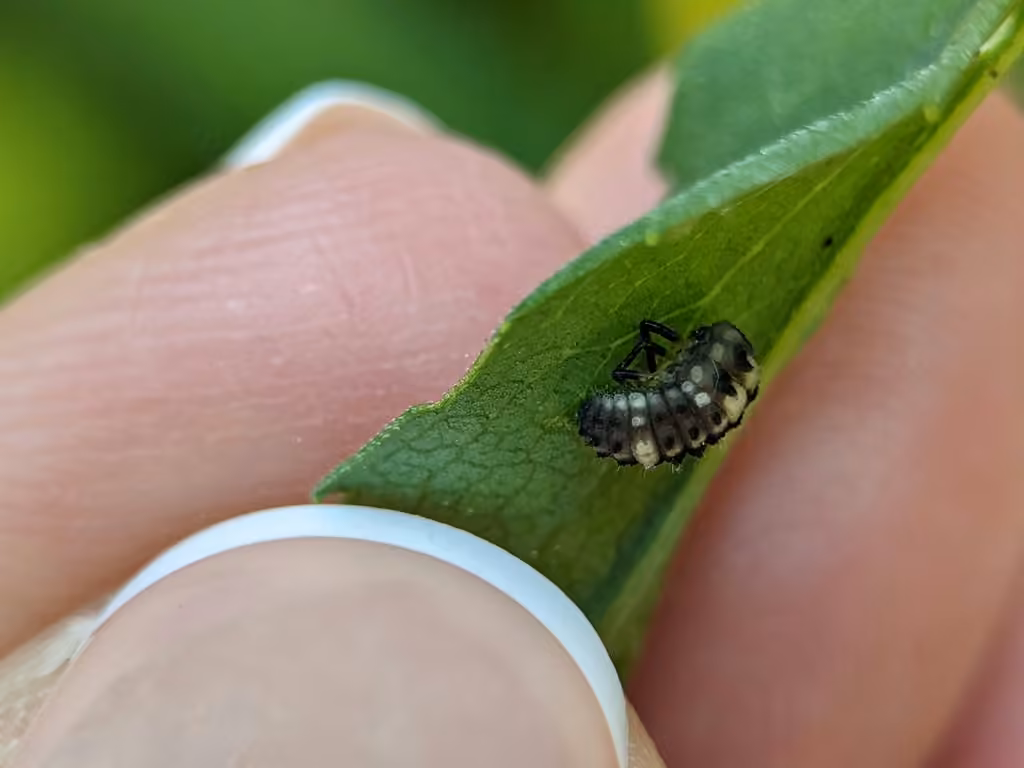 Fourteen-spotted Lady Beetle, Pupa