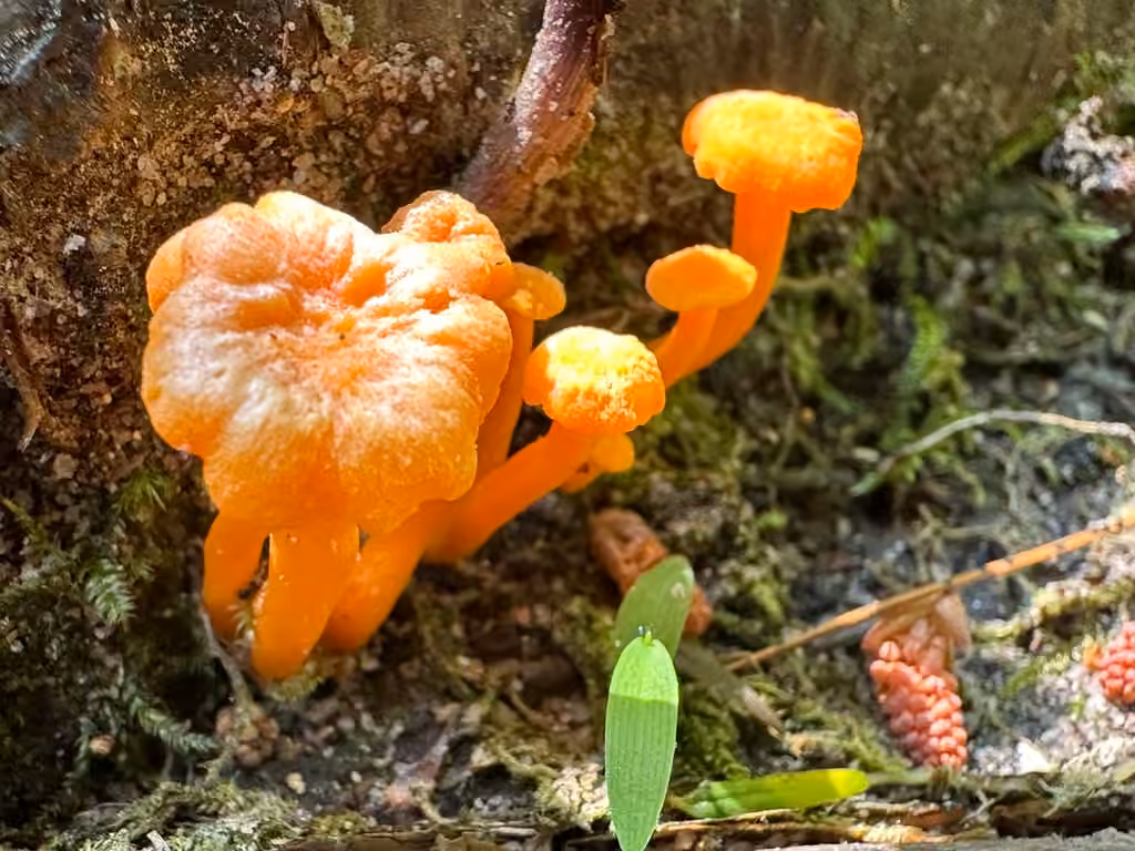 Chanterelle mineure, photo 2 sur 5