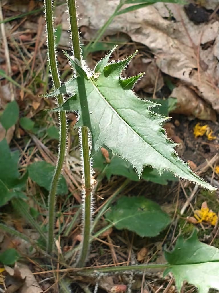 Wall hawkweed, In flower