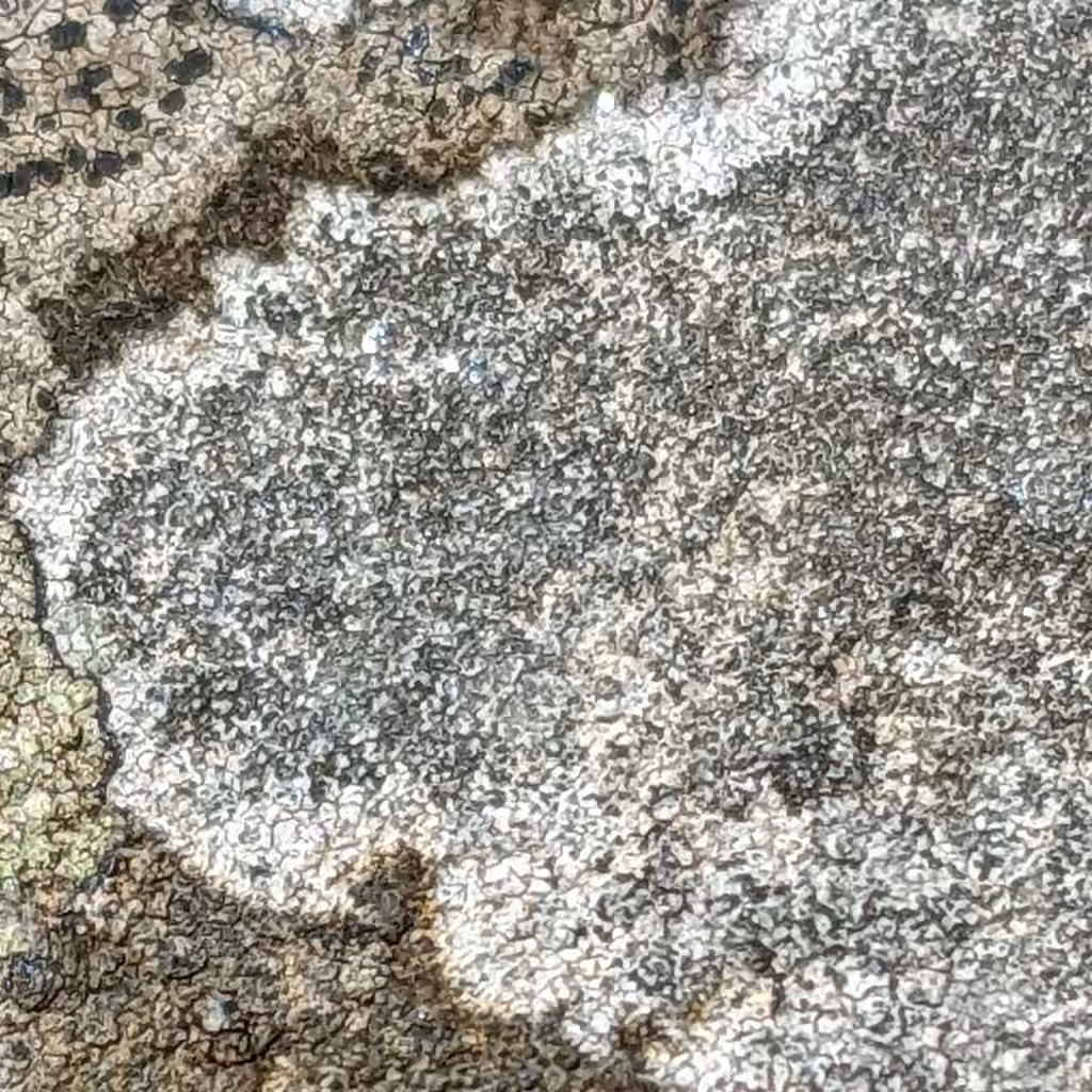 Boulder Lichen, photo 3 of 5