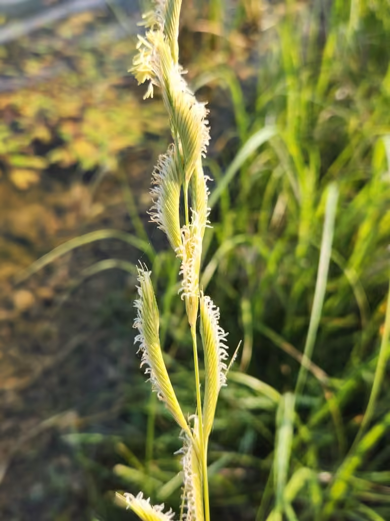 Ripgut, In flower