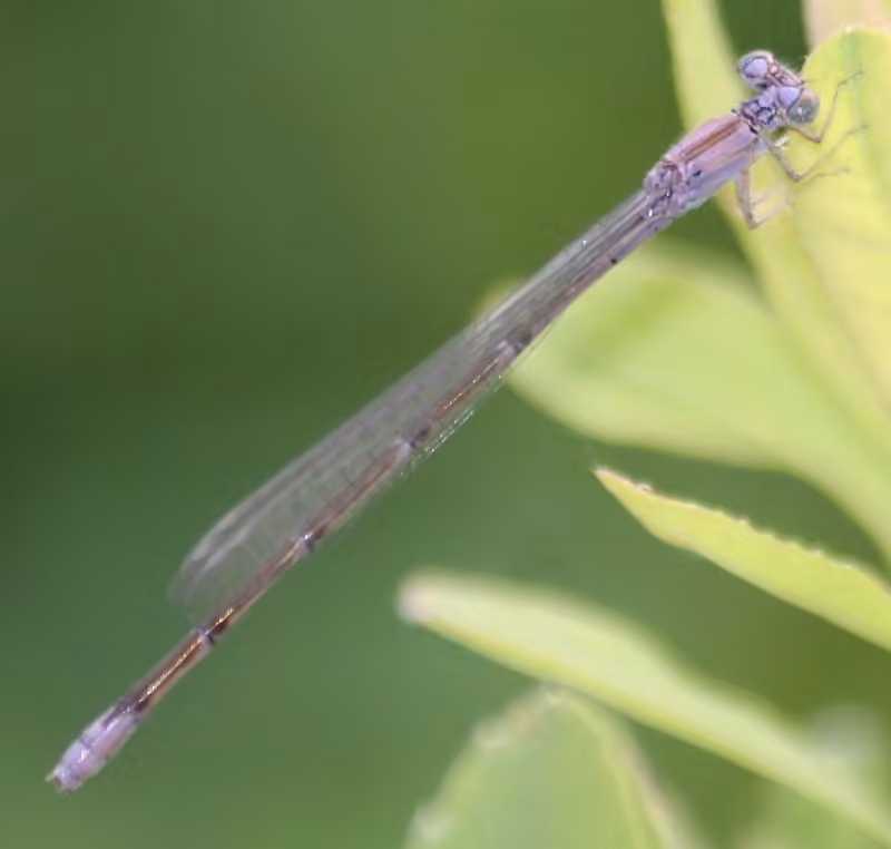 Slender Bluet, photo 3 of 5