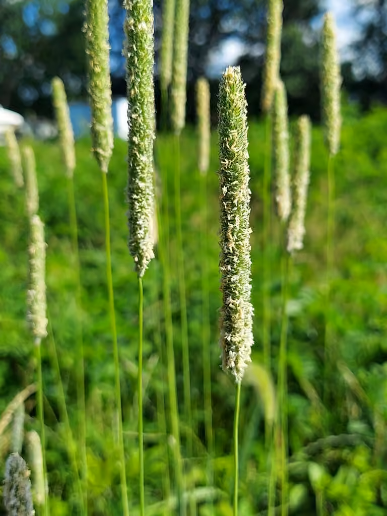 Timothy, In flower