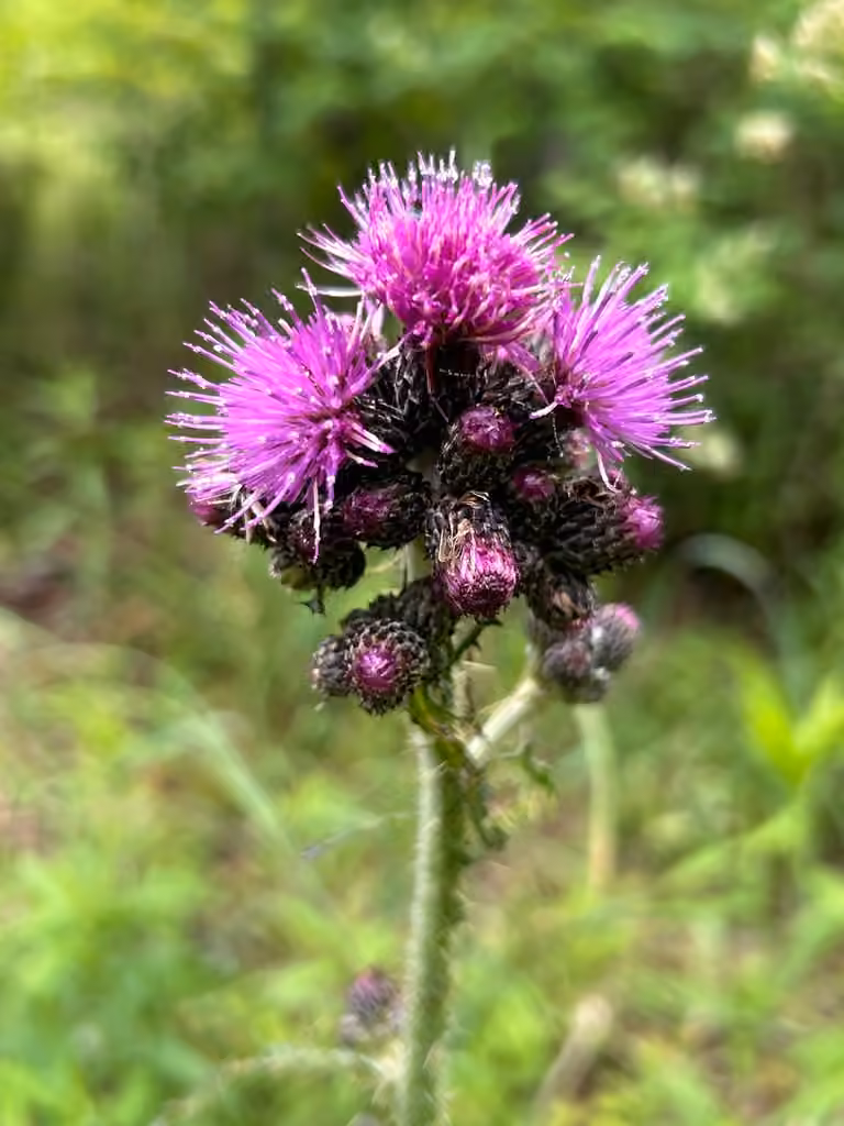 Marsh thistle