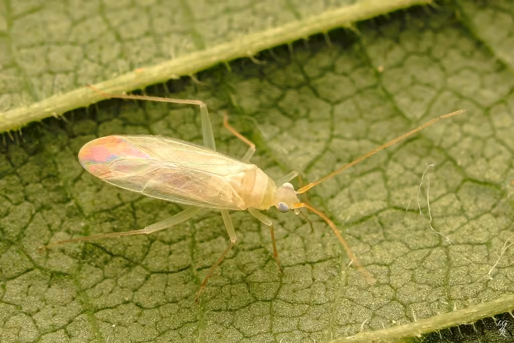 Blepharidopterus provancheri, photo 1 sur 5