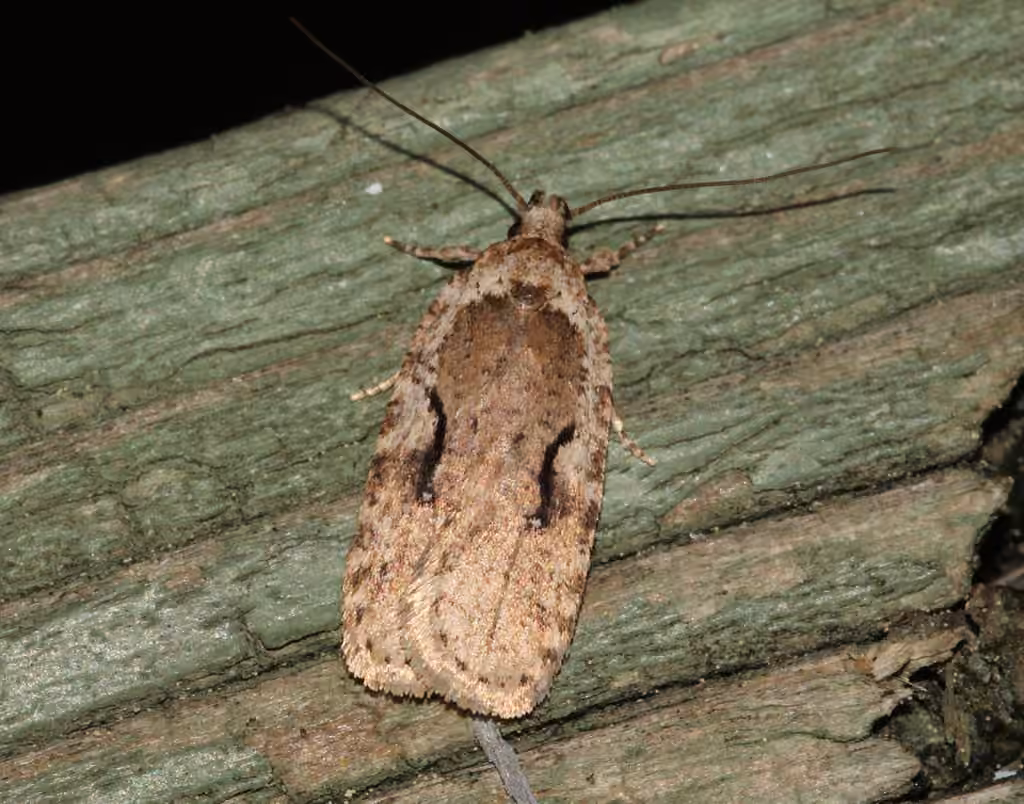 Curved-lined Agonopterix Moth, Adult