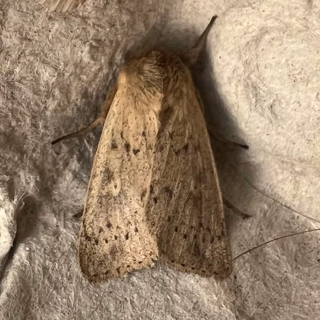 Unarmed Wainscot, Adult