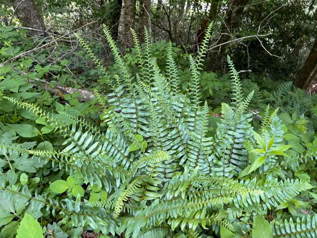 Christmas fern, photo 3 of 5