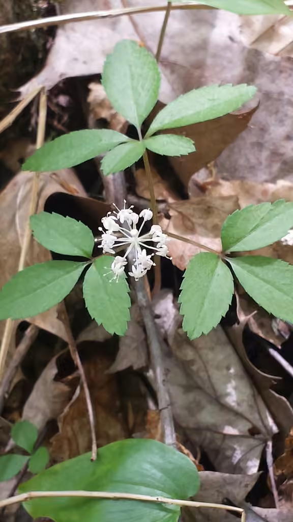 Dwarf ginseng, In flower