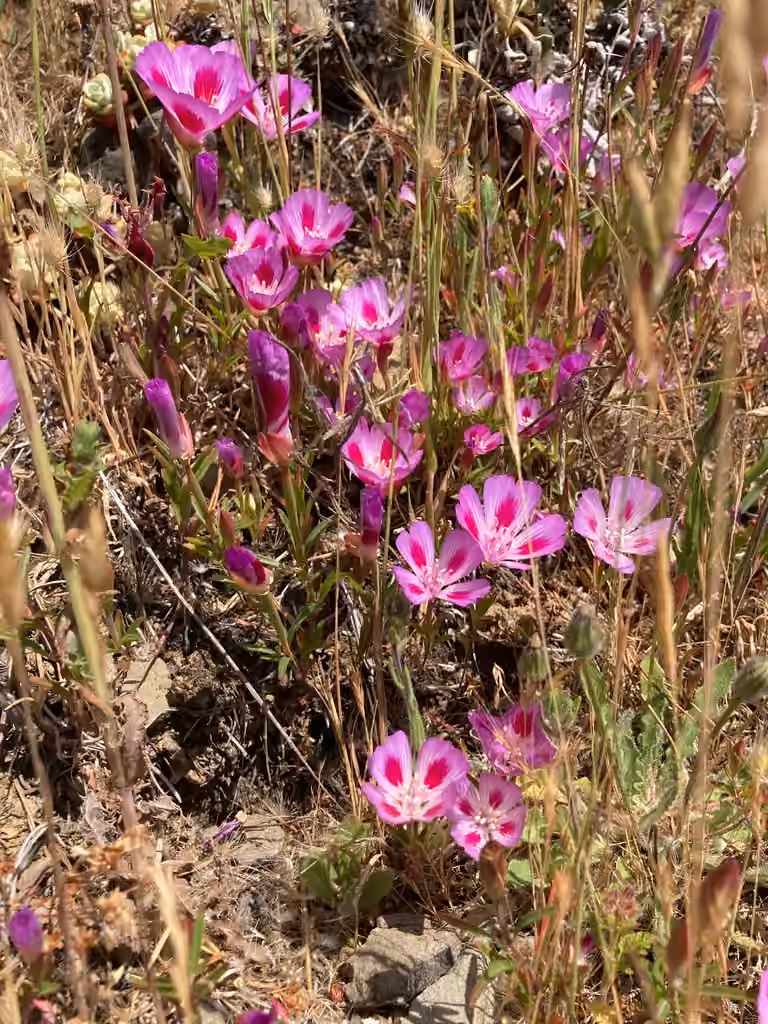 Farewell to spring, photo 1 of 5