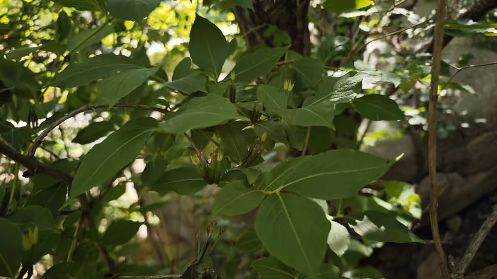 Oldfashioned weigela, In fruit