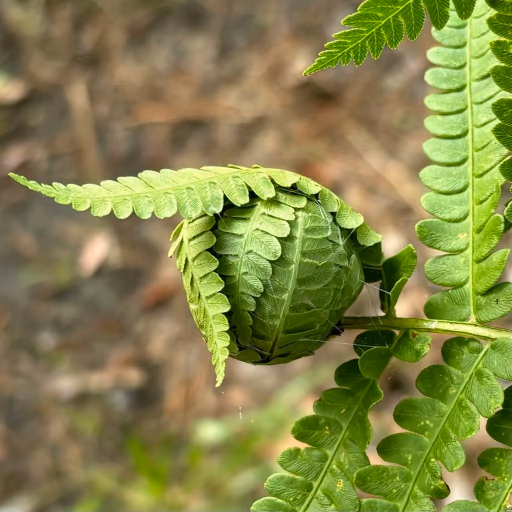 Herpetogramma Moth