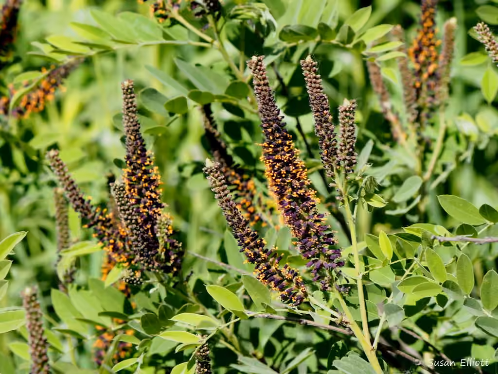 False indigo, photo 1 of 5