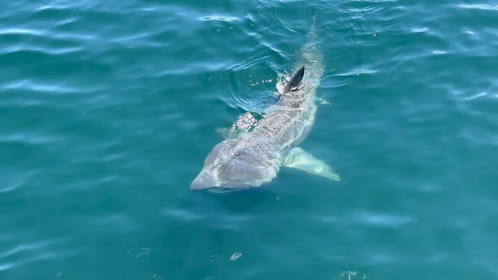 Requin pèlerin, photo 2 sur 5