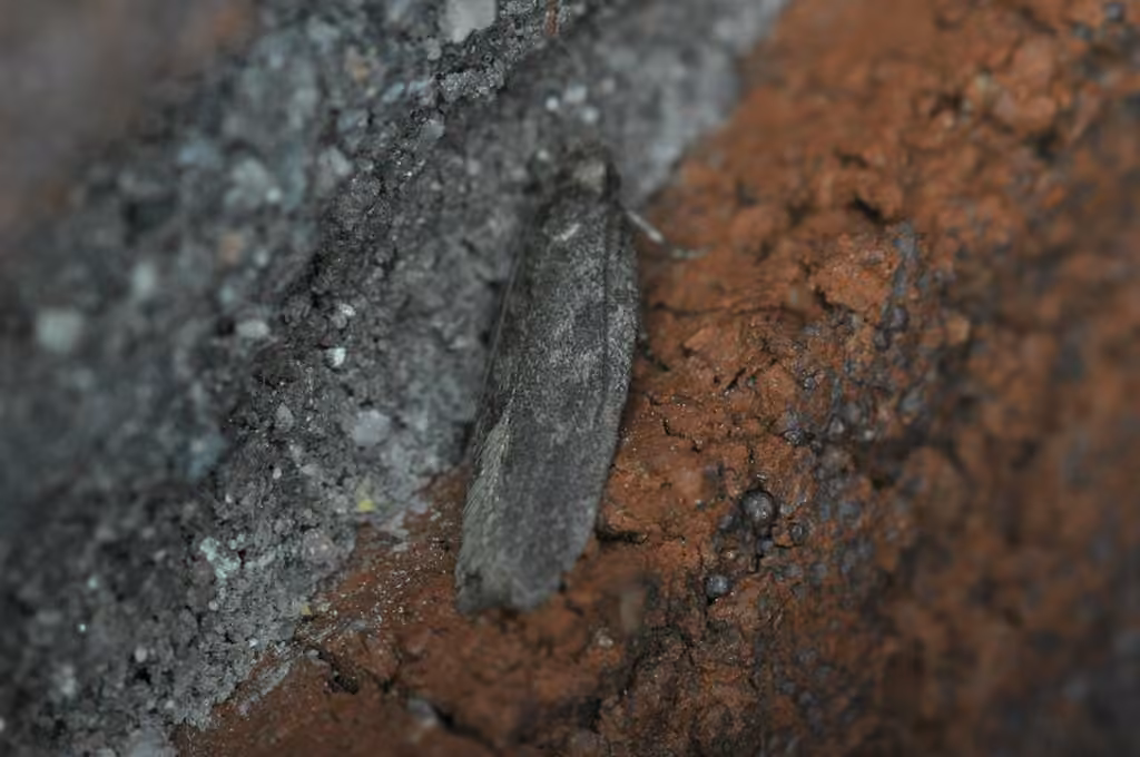 Filatima abactella, Adult