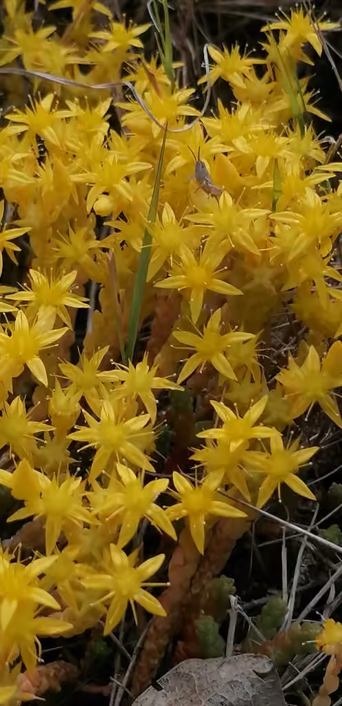Goldmoss stonecrop, In flower