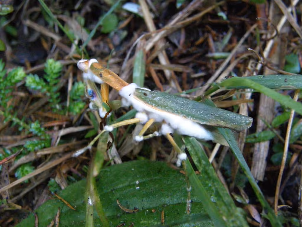 Icing sugar fungus, photo 3 of 5