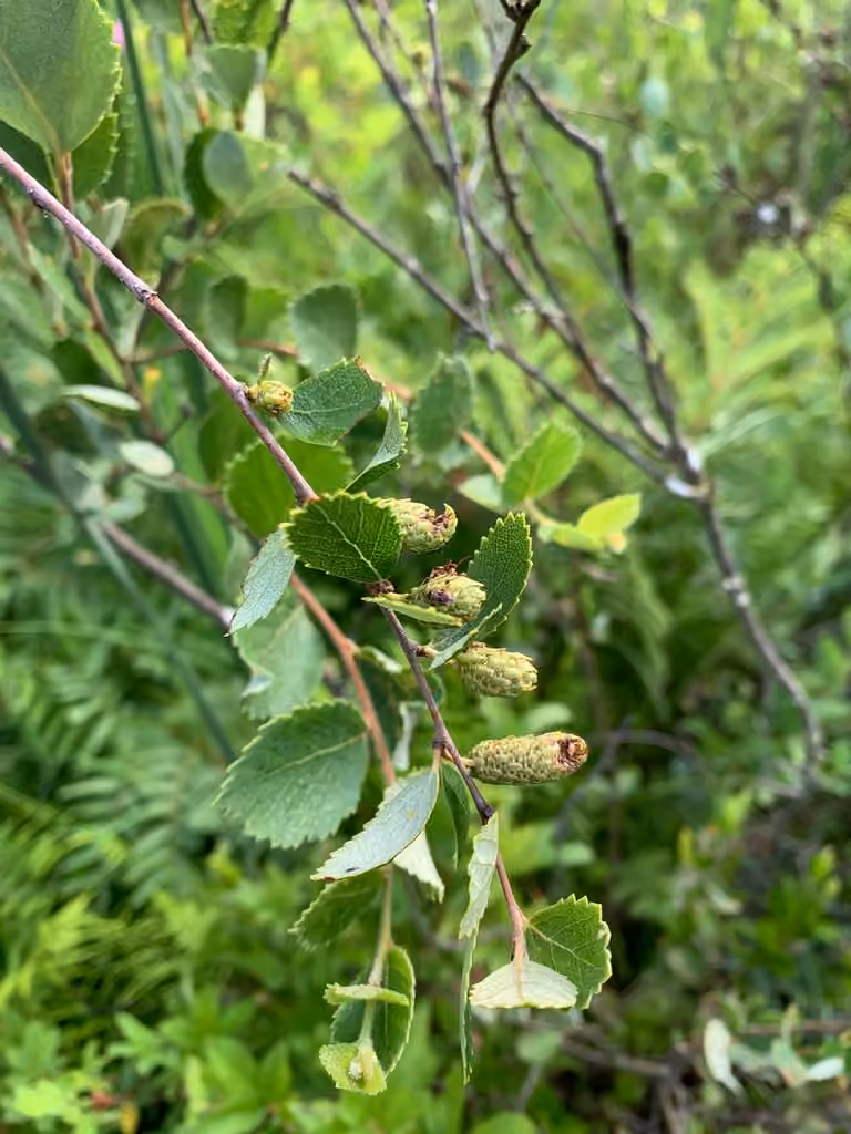 Bouleau nain boréal, En fleurs