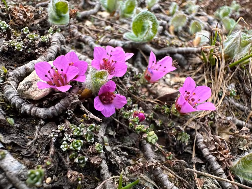 Saxifrage à feuilles opposées, En boutons