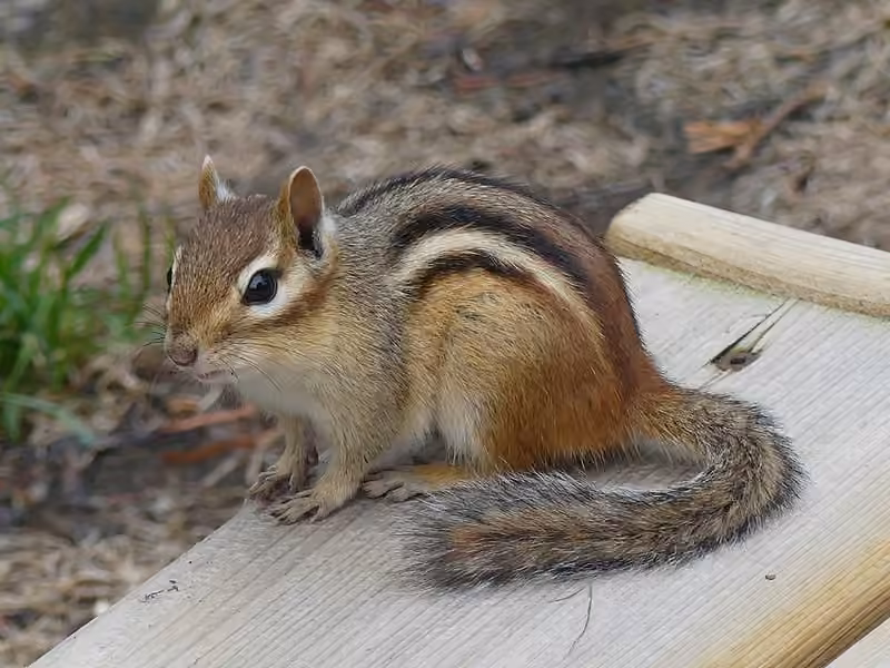 Eastern Chipmunk, photo 3 of 5