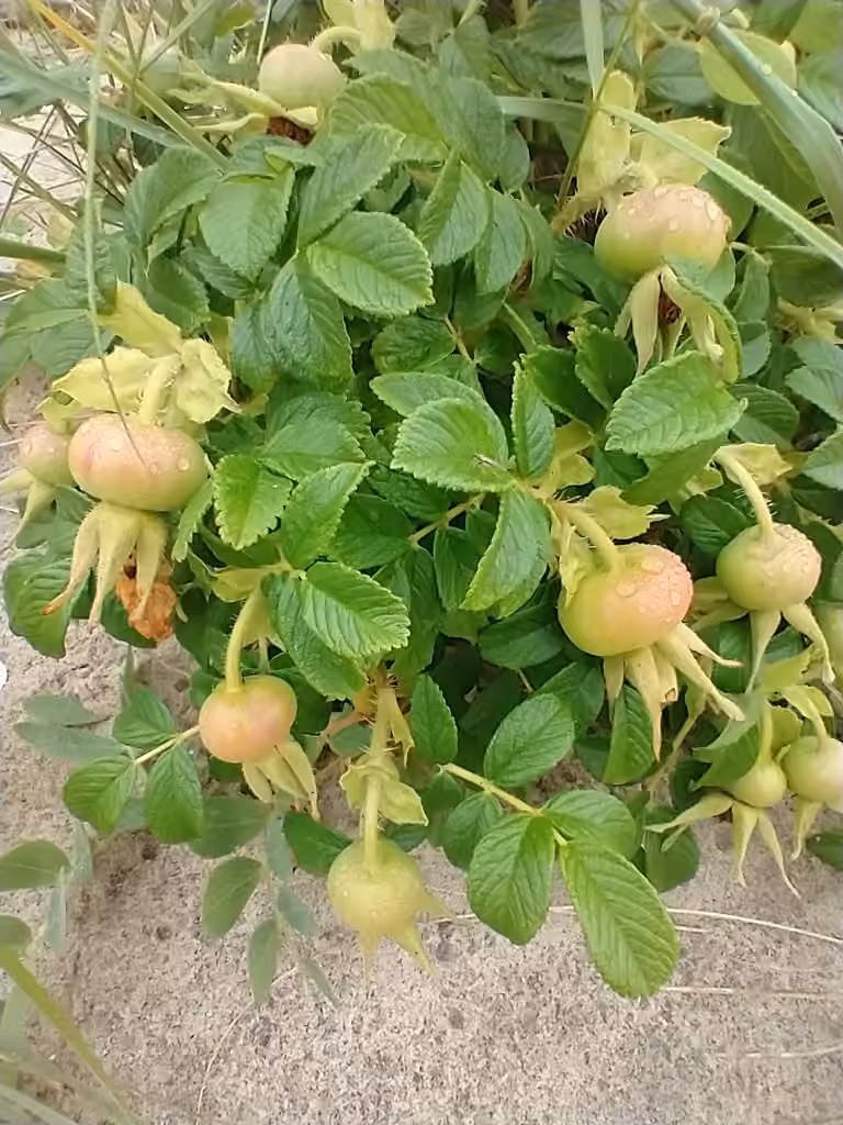 Rosier rugueux, En fruits
