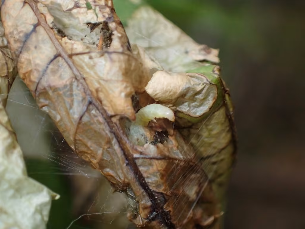 Striped Sumac Leafroller Moth, Caterpillar