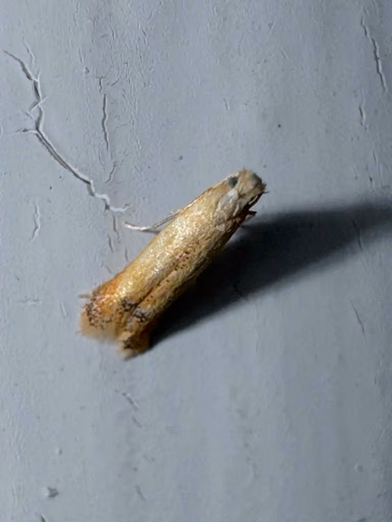 White Oak Leafminer Moth