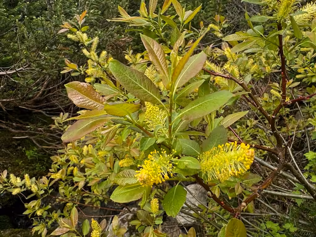 Balsam willow, In flower
