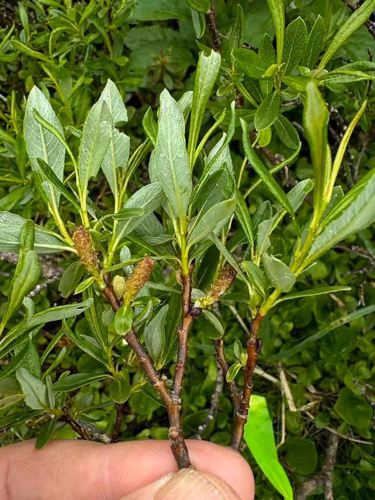 Labrador willow, In flower