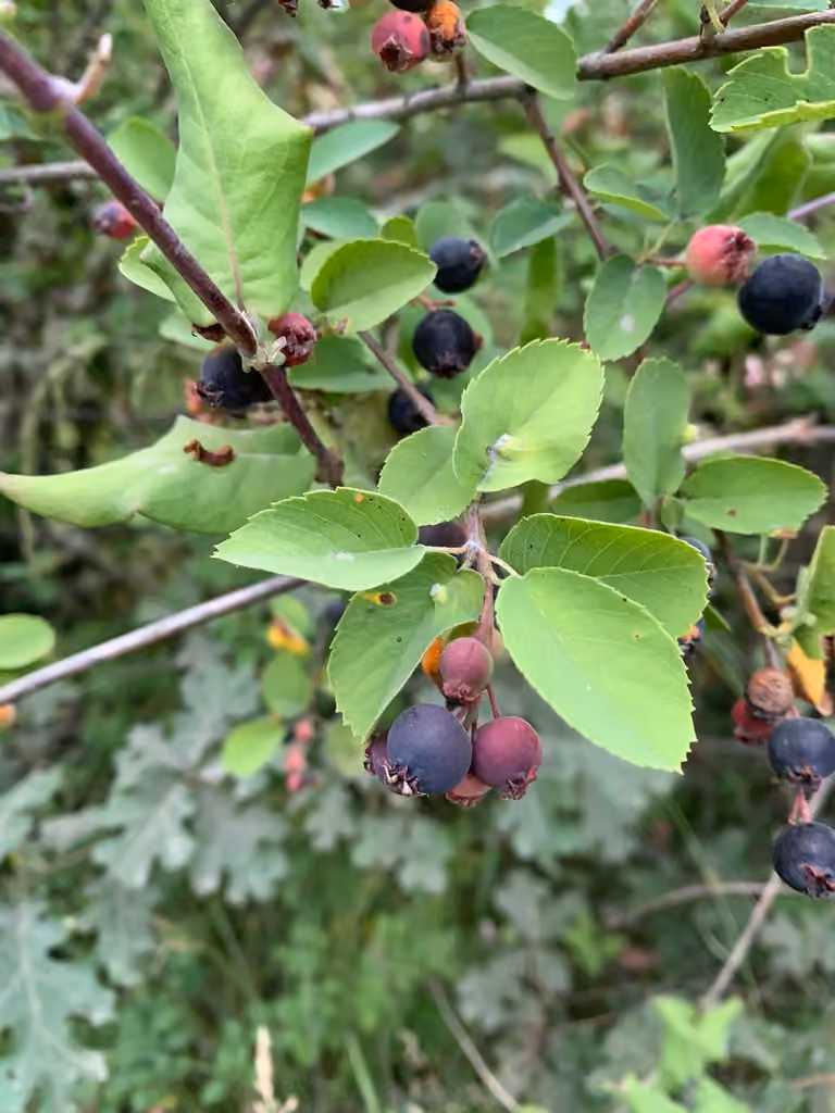 Amélanchier à feuilles d'aulne, En fruits