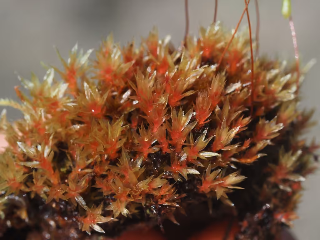 Pale Thread-moss, photo 1 of 5