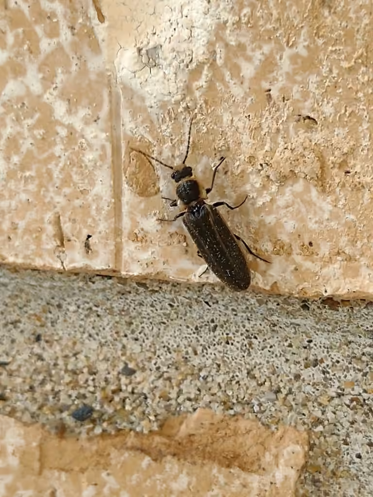Toothed Click Beetle, Adult