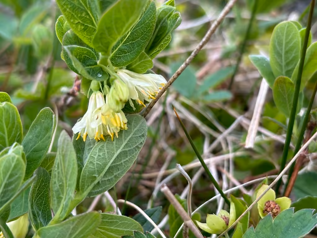 Chèvrefeuille à fruits bleus, En fleurs