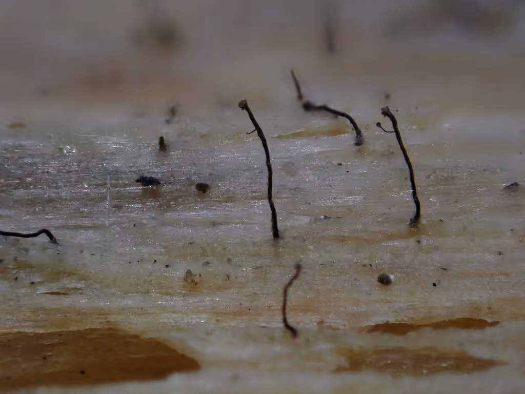 Pinhead Lichen, photo 3 of 5