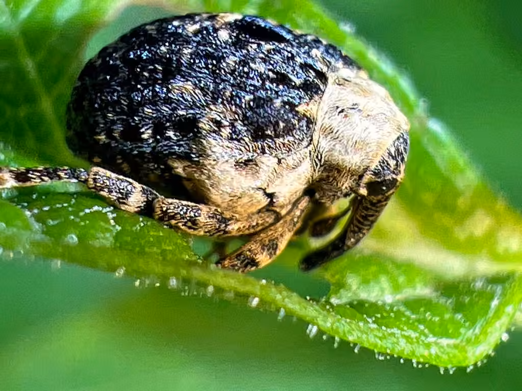 Common Figwort Weevil, photo 2 of 5