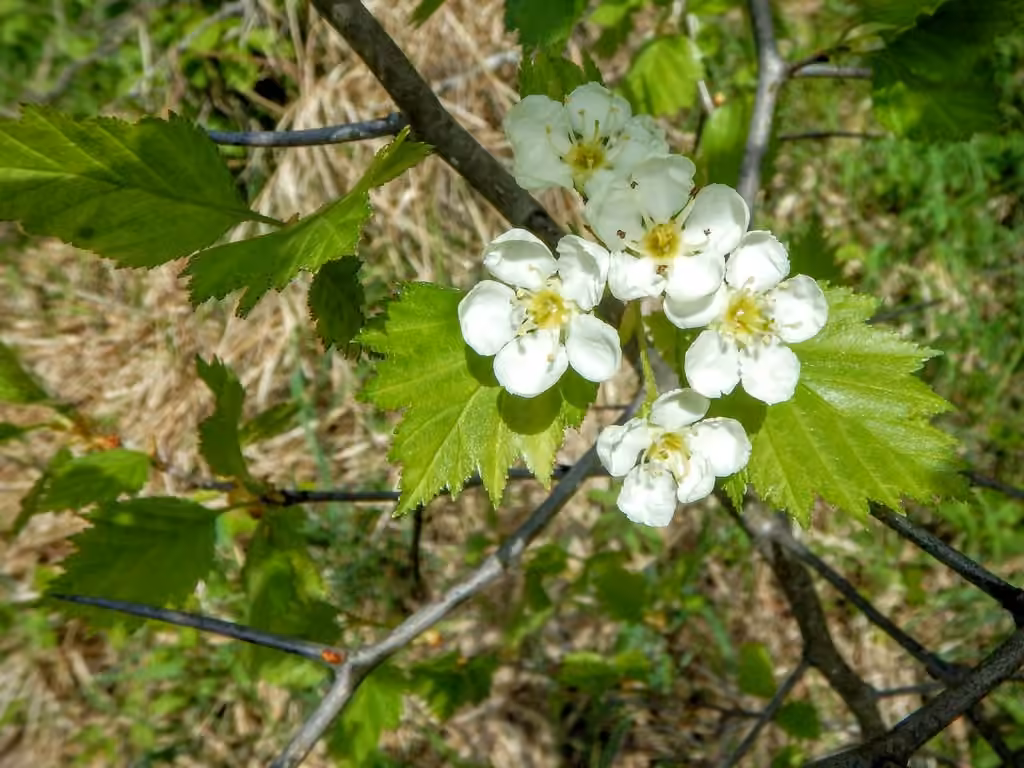 Aubépine dorée