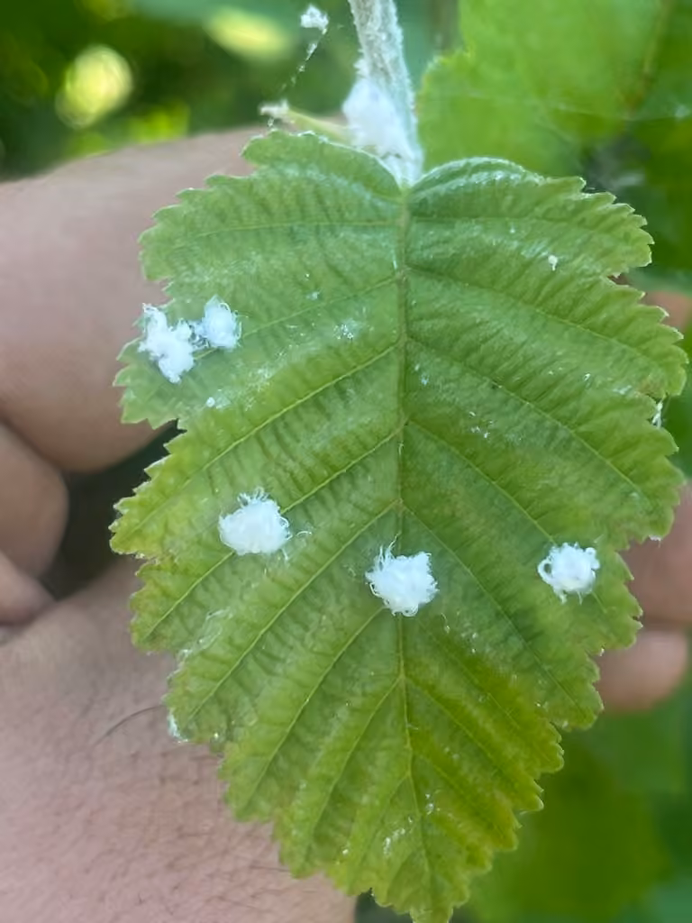 Cottony Alder Psyllid, photo 2 sur 5