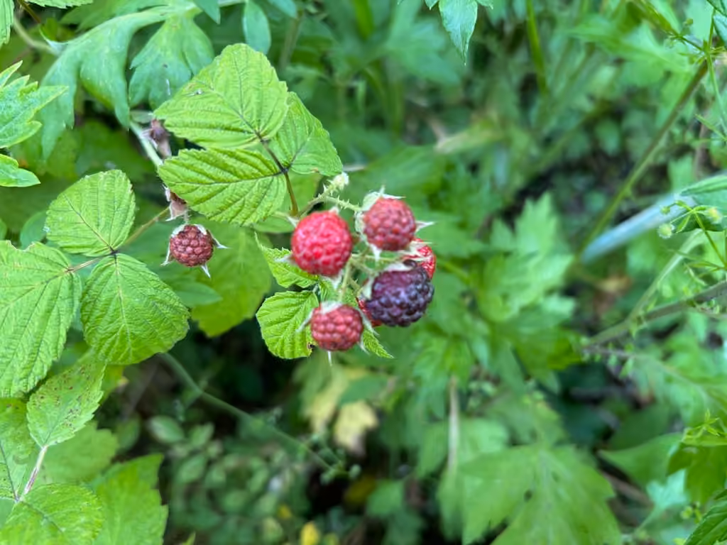 Framboisier noir, En fruits