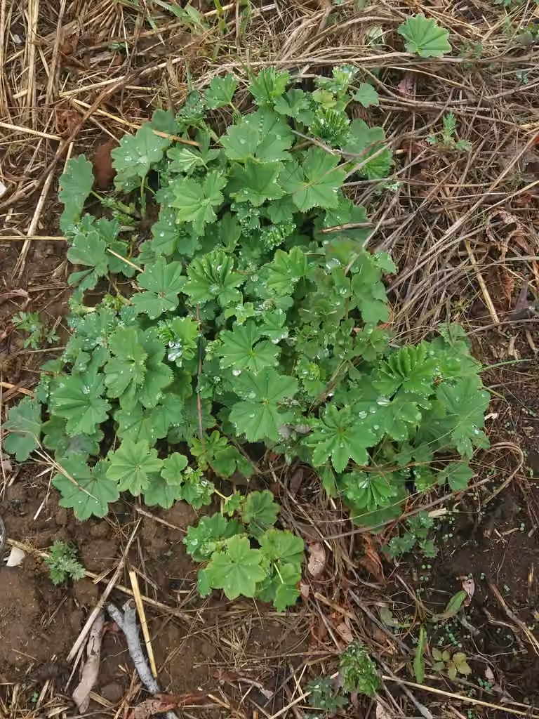 Alchémille subcrénelée, photo 1 sur 5